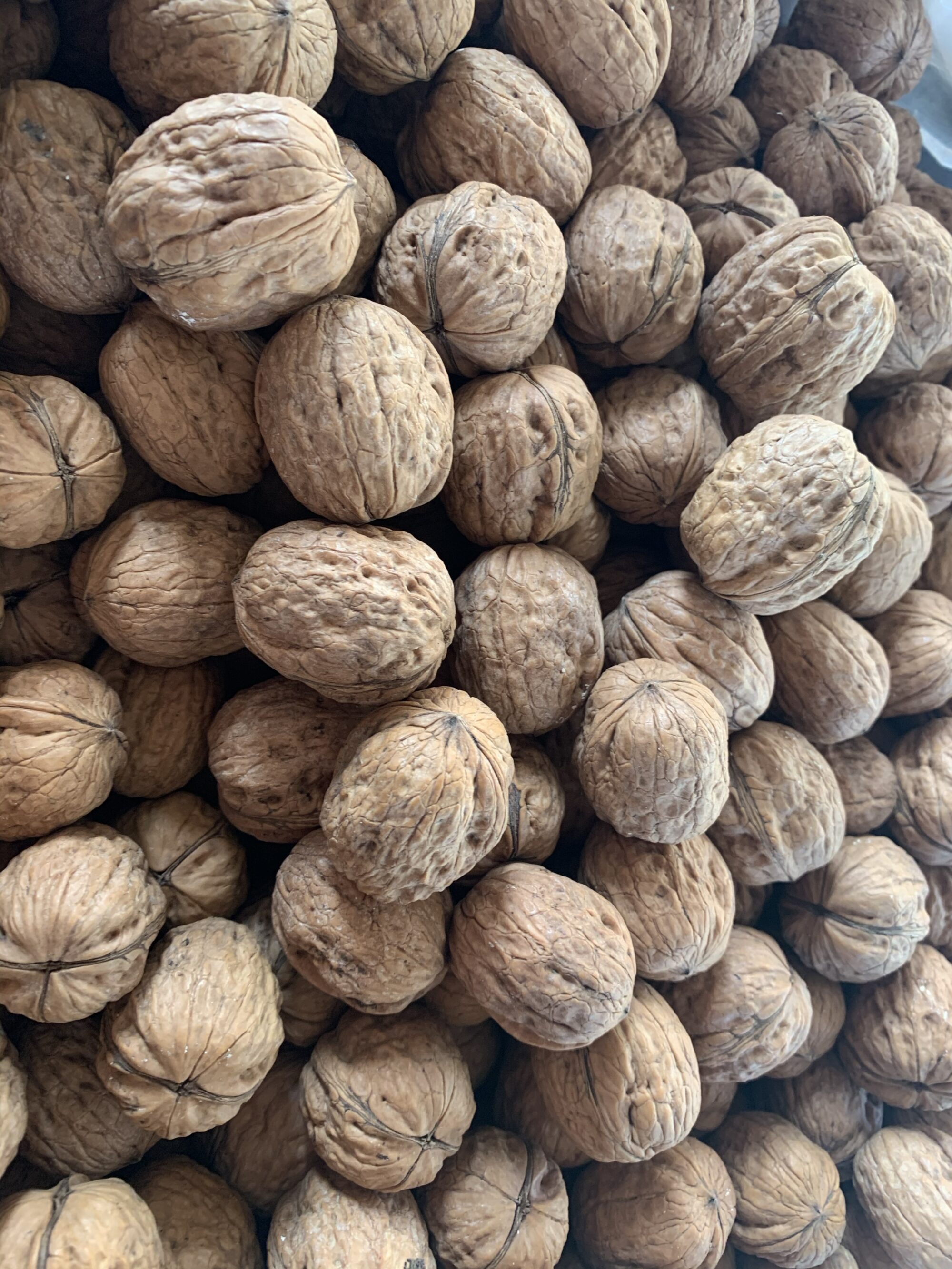Noci in guscio 500gr